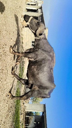ત્રીજૂ વેતર વીયાહે