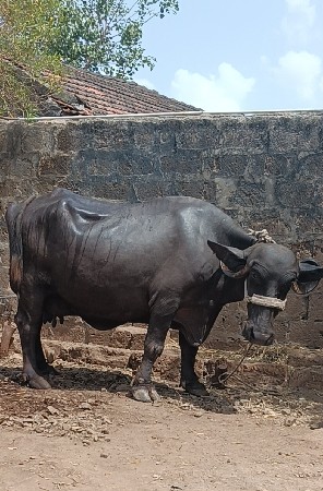 ભેંસ વેચવાની છે