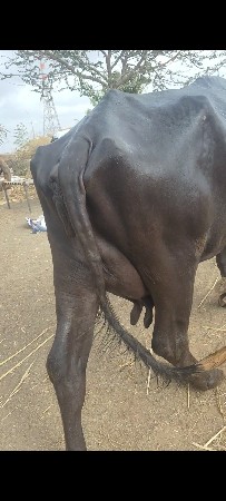 ખળેલી વેચવાની છે