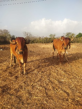 25000 મા બળદ વેચવાના છે