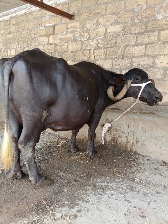 ભેંસ વેચવાની છે