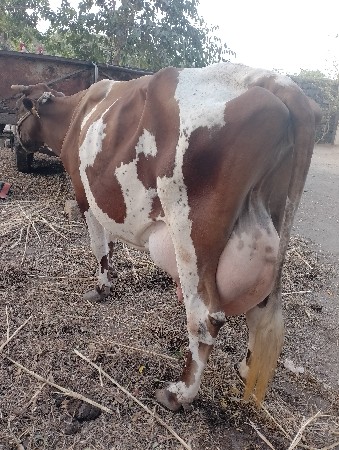 ગાર