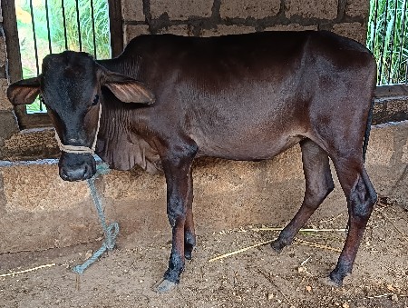 ગીર ક્રોસ હોળકી દેવાની છે