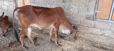 ગાય વેચવાની છે.