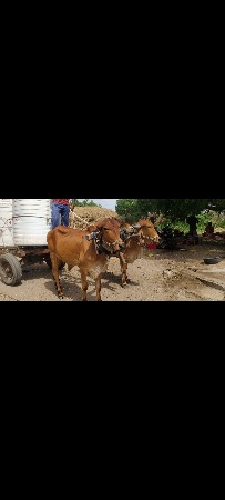 વેચવાના