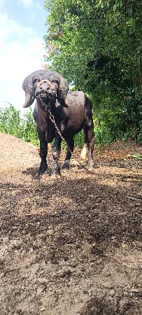 જાફરાબાદી પાડો