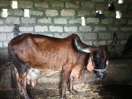 દેશી ગાય દેવાની સે