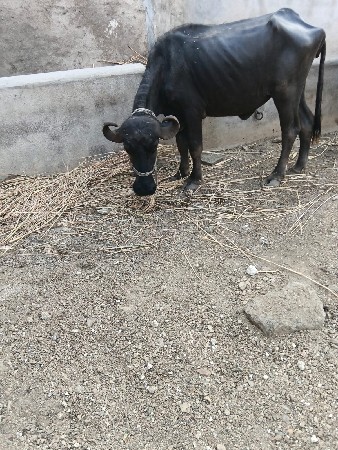દેવાની