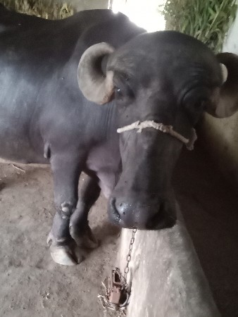 ભેંસ વેવાની છે વેતર 2