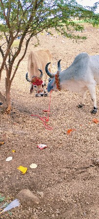 દેવીપુજક લે વેચ