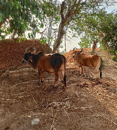 આ બળદ વેચવાના છે