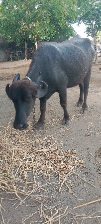 ખડેલા વેસવાના છે
