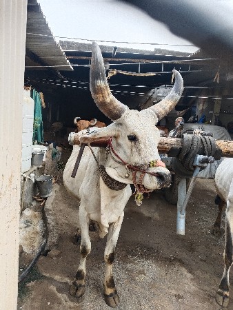 6 દાતે
