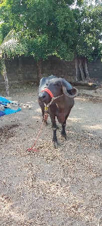 ભેસ વેચવાની છે