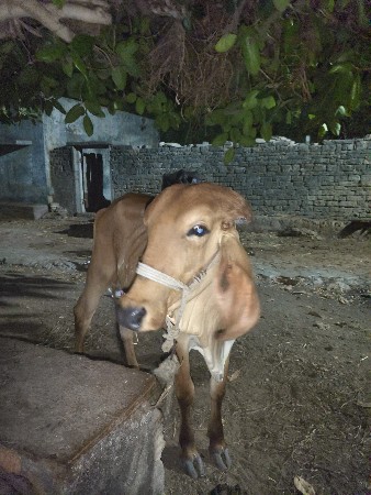 વાંસળી વેચવા ની છે