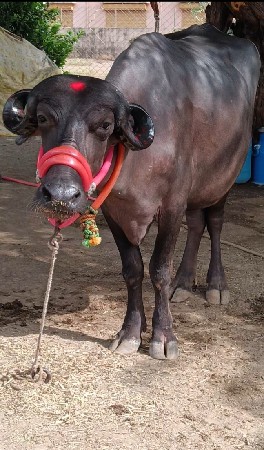 ખડાઈ વેચવાની છે