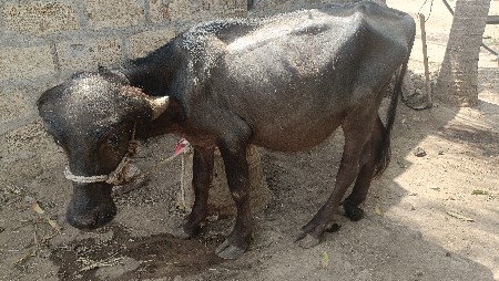2 પાડા વેચવાના છે