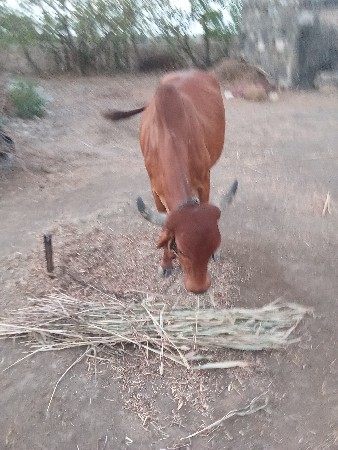 ગાય વેચવાની છે