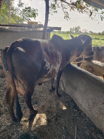 ગાય