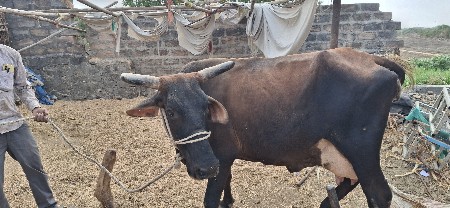 જર્સી ગાય વેચવાની છે  બાબરા