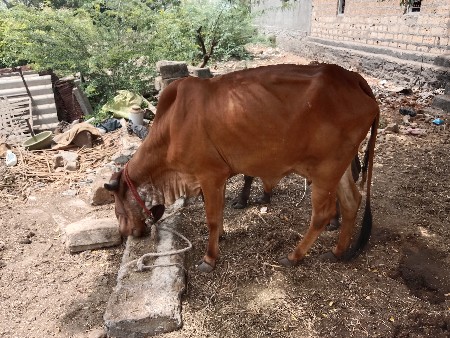 sisodiya rajdeep 8160433089
