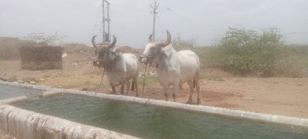 દેવભૂમિ દ્વારકા જિલ્લો જામ ખંભાળિય