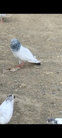 કબુતર