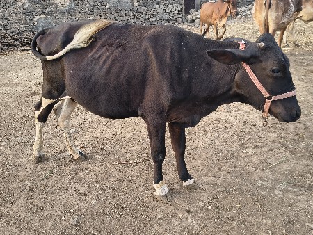 બે ઓડકી વેચવાની છે