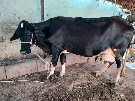 4 દિવશનિવીણેલ