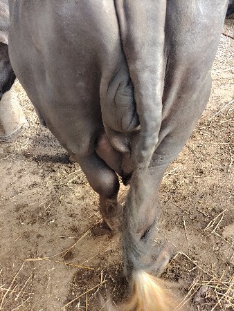 ૮દિવશનીકાશી