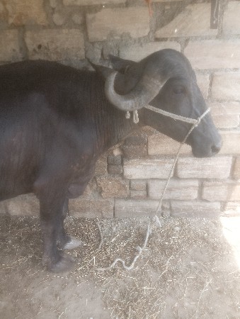 શાટાપણચાલે