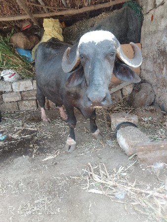 ભૅસવૅચવાનીછૅ