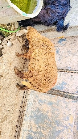 ઘેટા વેચવાના છે 3