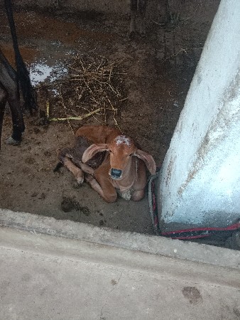 2 ગાય વેચવાની છે