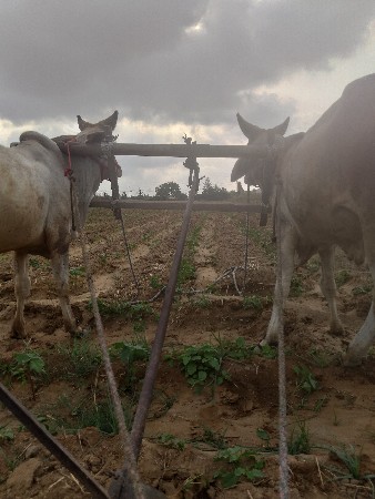 વાછડાં વેચવાના છે