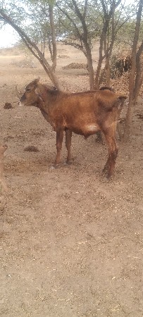 આ વાસડી વેસવાની છે