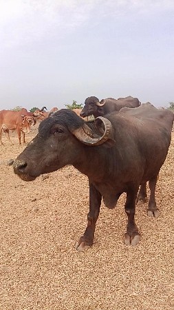 ભેંસ વેચવાની છે
