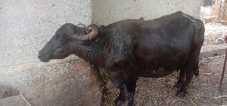 ભેંસ વેચવાની છે