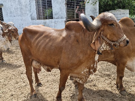 ગીર ગાય વેચવાની છે.