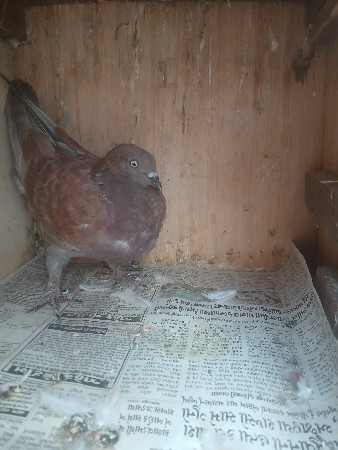 કબુતર ના સાટા કરવાના છે