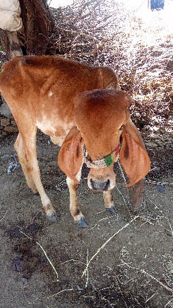 વાંસડી વેસવિ