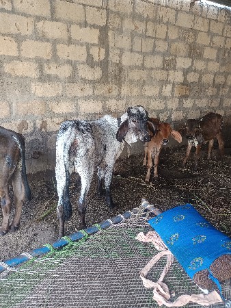 વાસરી વેચવાની સે
