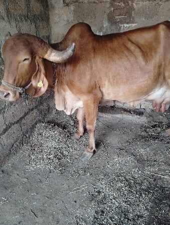 વેચવાની છે સોન કપિલા ગાય વેચવાની