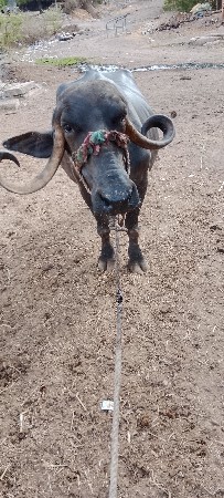 ભેશ વેશવાની છે