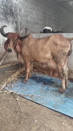 ગાય વેચવાની છે