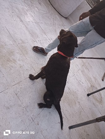 lebra fimel for sell ✨🐕