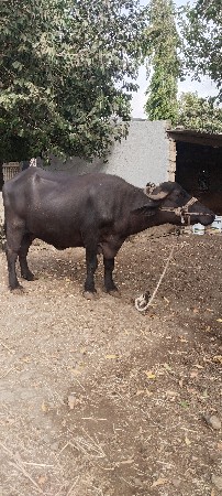 ભેંસ વેચવાની હે
