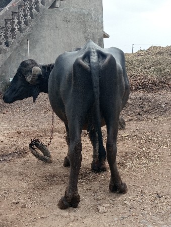 ભેંસ વેચવાની છે