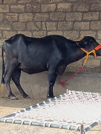 ખડેલી વેચવાની છે
