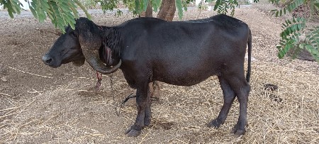 જાફરાબાદી ખડેલી વેચવાની છે